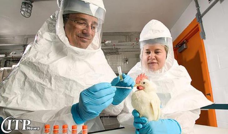 واکسن طیور می تواند در آینده از شیوع آنفولانزای مرغی جلوگیری کند