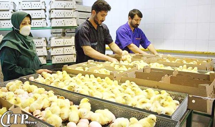 صادرات جوجه یکروزه از استان اردبیل 70 درصد افزایش یافت