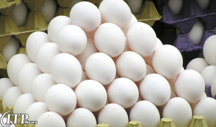 تولید تخم‌مرغ در قزوین 5 برابر مورد نیاز قزوین