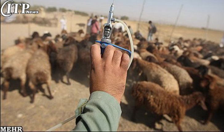 بیش از سه میلیون و 39 هزار دام در زنجان علیه 10 بیماری واکسینه شده اند