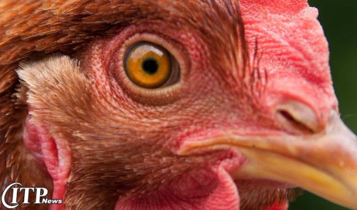 کشف راز ساختار سلولی پیچیده چشمان مرغ