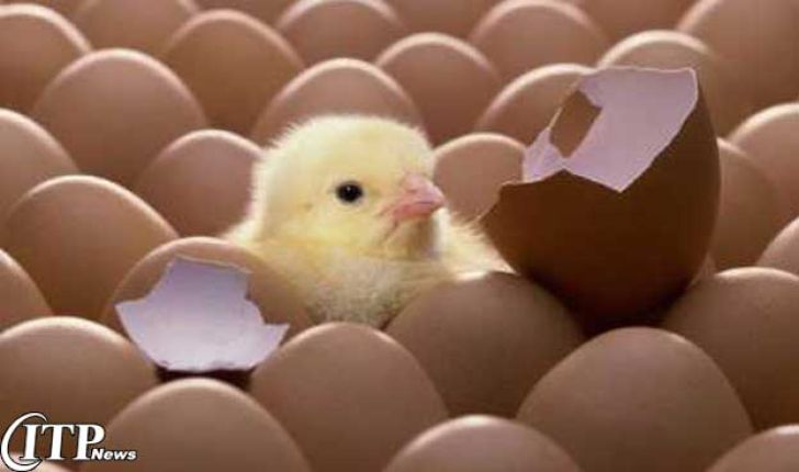 بیش از پنج میلیون عدد تخم مرغ نطفه دار در همدان تولید شد
