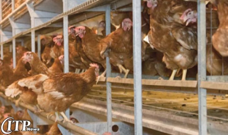 8 نکته در مورد خوراک مرغ های تخم گذار خارج از قفس