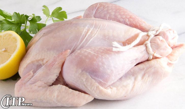مرغ ها را با هورمون چاق نمی کنند