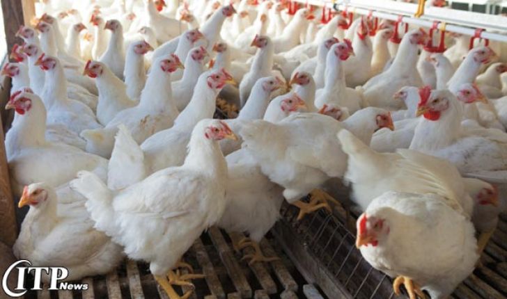 صنعت تولید مرغ گوشتی مظلوم واقع شده است  