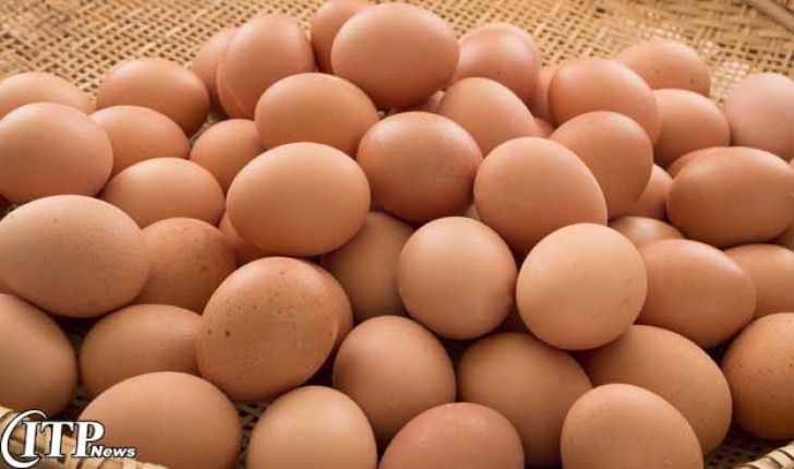 صادرات 300هزارتن تخم مرغ ومرغ در دوسال گذشته ازکشور