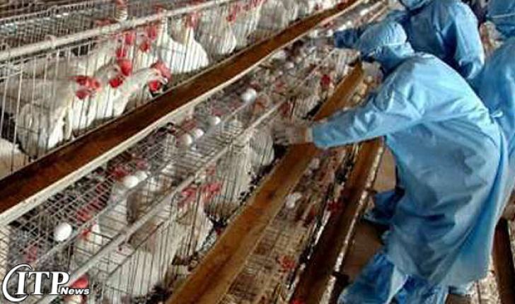 کویت واردات مرغ و تخم مرغ از امارات را ممنوع کرد