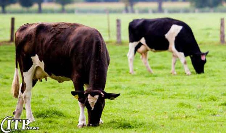 بیماری مایکوتوکسین در گلۀ گاو شیری و کنترل آن