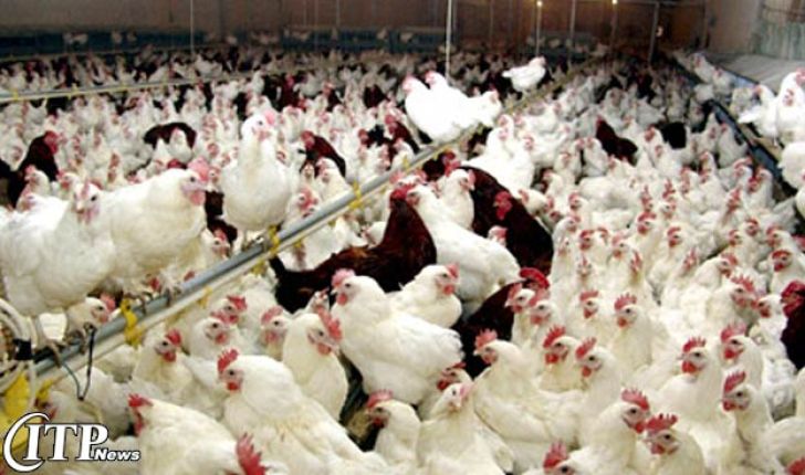 تولید سالانه بیش از 9000 تن گوشت مرغ در کهگیلویه و بویراحمد