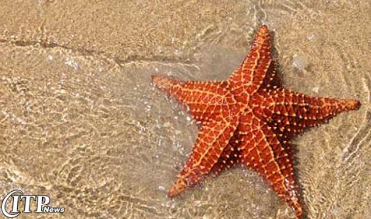 تایید استفاده از ستاره دریایی در صنعت خوراک طیور اتحادیه اروپا
