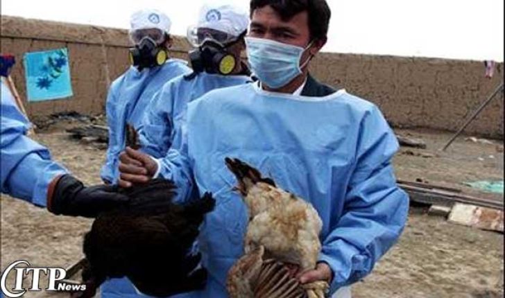 هیچ موردی از آنفلوآنزای پرندگان در کشور مشاهده نشده است/ توصیه به مرغداران