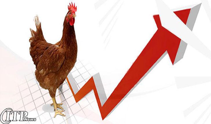 شاخص قیمت تولیدکننده مرغداری های صنعتی کشور افزایش یافت