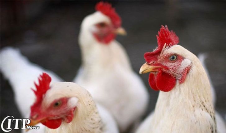 تاثیر آنفولانزای مرغی بر پرورش دهندگان طیور درمقیاس کوچک و متوسط در آسیای جنوب شرقی