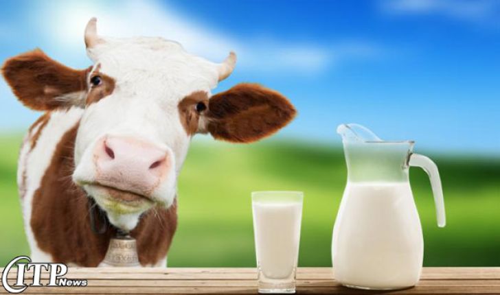 خرید تضمینی روزانه 801 تن شیر مازاد و تبدیل به شیرخشک/ منتظر مشوق صادراتی هستیم