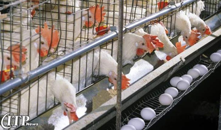 6 نکته در مورد خوراک پولت ها برای افزایش تولید تخم مرغ