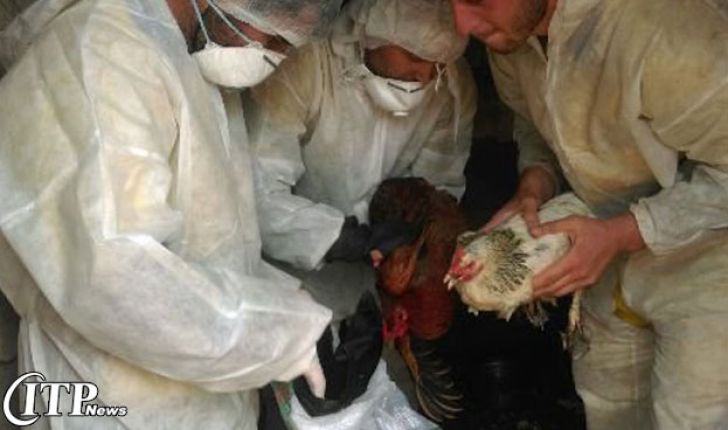 نخستین گزارش رسمی آنفلوانزای فوق‌حاد پرندگان تحت تیپ H۵N۸ در کشور/ پرهیز از خرید طیور روستایی