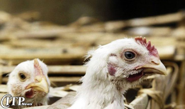 شکایت مرغداران از زیان حاصل از آنفلوآنزا