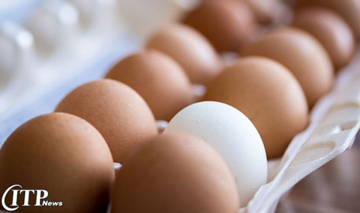 صادرات تخم‌مرغ به عراق از سر گرفته شد