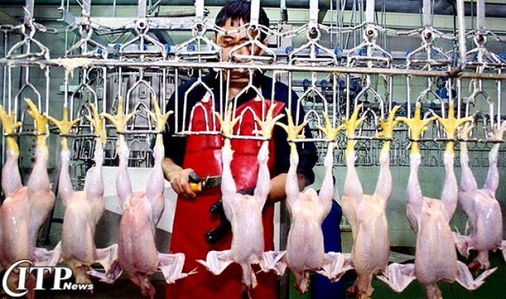 اجرای طرح کاهش سن و وزن کشتار مرغ گوشتی در آذربایجان غربی آغاز شد