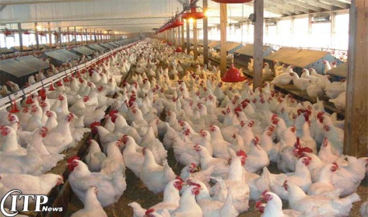 اختلال در صادرات مرغ ایران بدلیل آنفولانزا