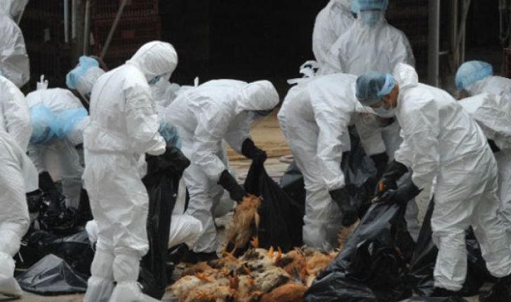 ۲ کانون مرغ تخم‌گذار دیگر در تهران آلوده به آنفلوآنزا شد