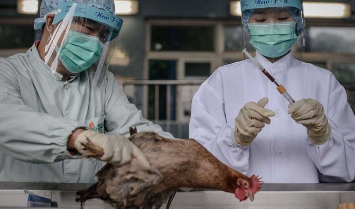 آنفولانزای مرغی: گذشته، حال و آینده