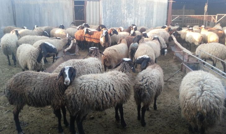  ممنوعیت صادرات گوشت گوسفندی باعث از دست دادن بازار منطقه می‌‌شود