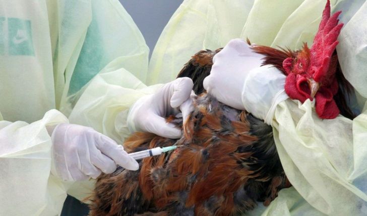 آنفلوانزای مرغی،رئیس دامپزشکی را به عراق کشاند