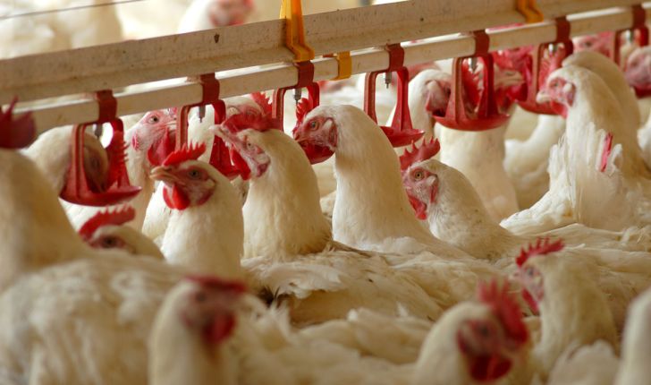بهبود عملکرد مرغ های گوشتی با جیره پروتئینی کم هضم تر