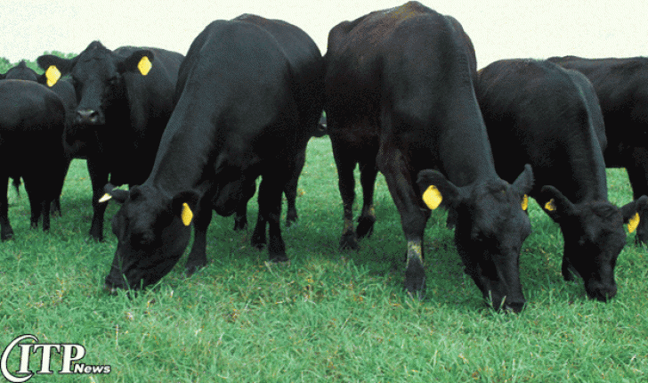 تغذیۀ گلۀ گاو با نیترات و کاهش ساطع شدن گاز متان 