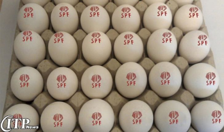 ایران به باشگاه کشورهای معدود تولید کننده تخم مرغ SPF در جهان می پیوندد