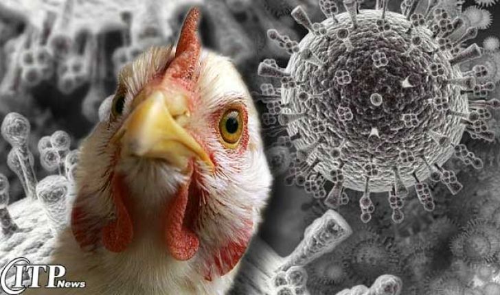 هیولای آنفلوآنزا؛ کابوس مرغداران تمامی ندارد