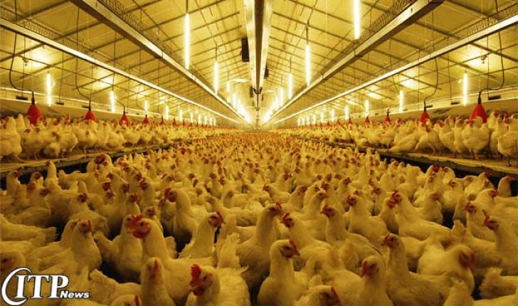 به دلیل ممانعت مرغ مازندران به تهران حدود ۳۵ میلیارد ریال به مرغداران استان خسارت وارد شد