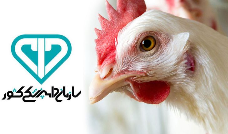 معدوم سازی 17 میلیون قطعه مرغ در سطح کشور بخاطر بیماری آنفلوآنزا