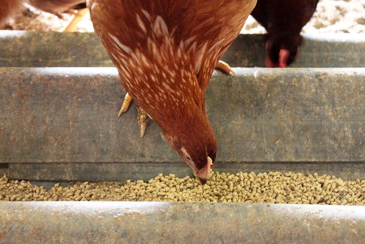 پیشرفت های جدید در توزیع خوراک مرغ