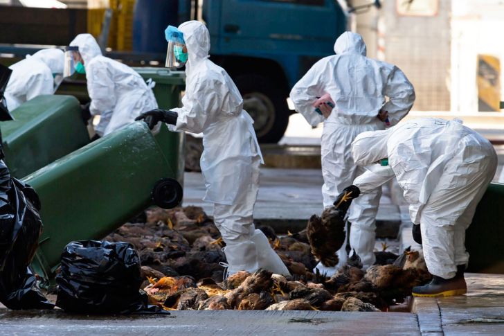  آنفلوانزا 20 هزار میلیارد ریال به واحدهای مرغ تخم گذار خسارت زد