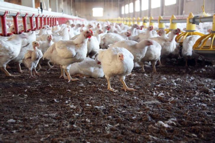  تولید مرغ برای مرغدار توجیه اقتصادی ندارد