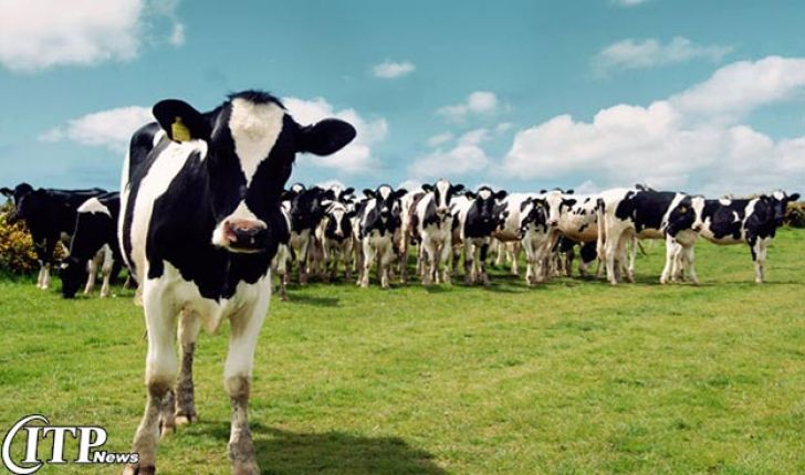 گاوهای شیرده هم از یارانه محروم شدند / استفاده از شیرخشک در کارخانه‌های شیر