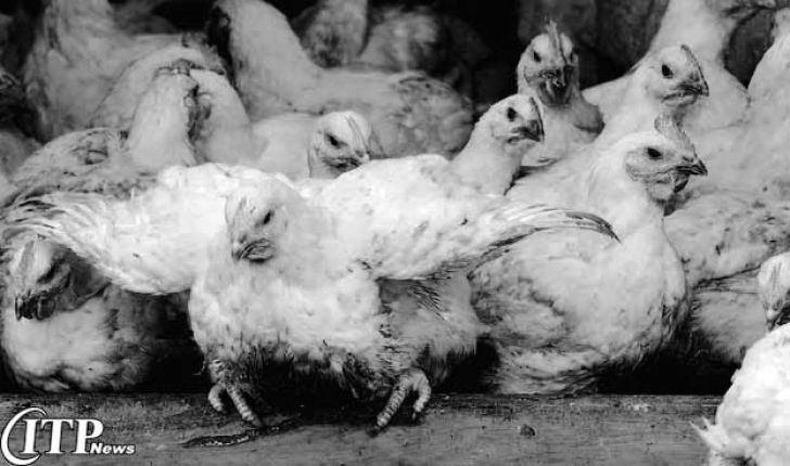  ضرر مرغداران گلستانی از کاهش تقاضای مرغ و قطع صادارت