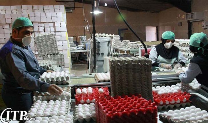  صادرات بیش از 22 هزار تن تخم مرغ به کشورهای همسایه
