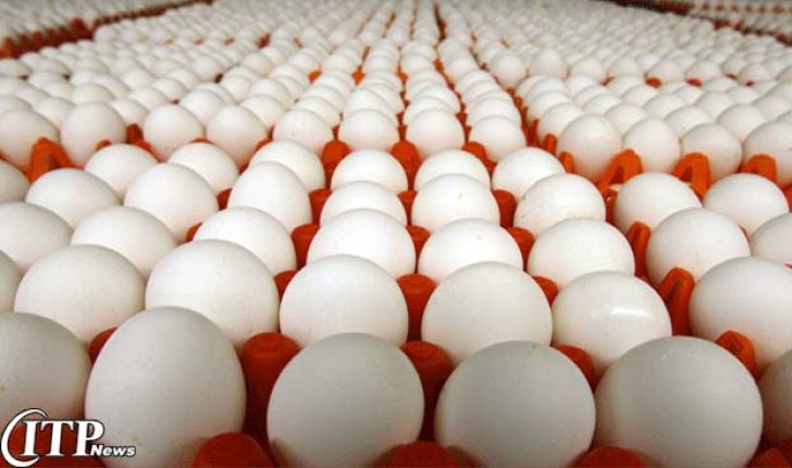 آنفلوانزا روند صادرات تخم‌مرغ را کُند کرد