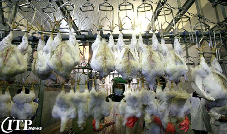 کاهش خرید مرغ مازاد مرغداران توسط پشتیبانی