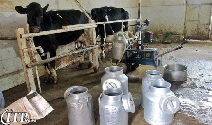  خرید ناعادلانه شیر از دامداران زیر نرخ مصوب/گرانی لبنیات دردی از دامدار دوا نمی‌کند