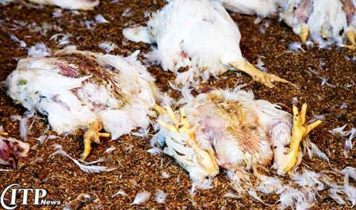 کاهش هزینه‌ و بیماری‌های مرغ با تولید یکپارچه