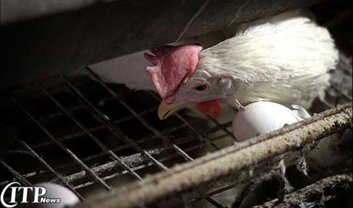 تولید ۱.۸ درصد مرغ دنیا و ۱.۳۸ درصد کل تخم‌مرغ دنیا در ایران