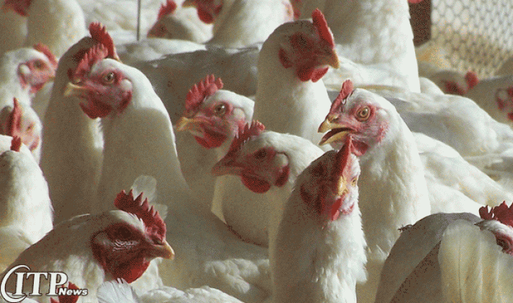 برآورد افزایش تولیدات مرغداری آسیا 