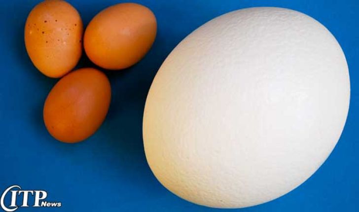  قیمت هر عدد تخم شترمرغ 2 برابر یک شانه تخم‌مرغ!