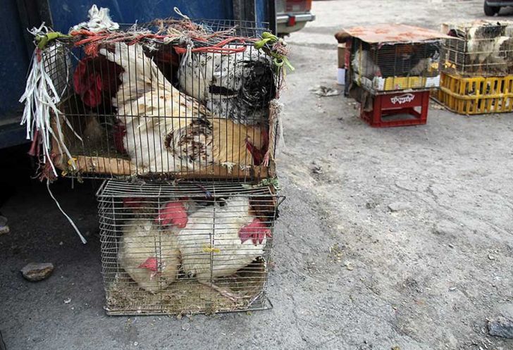  ممنوعیت زنده فروشی مرغ در گلستان