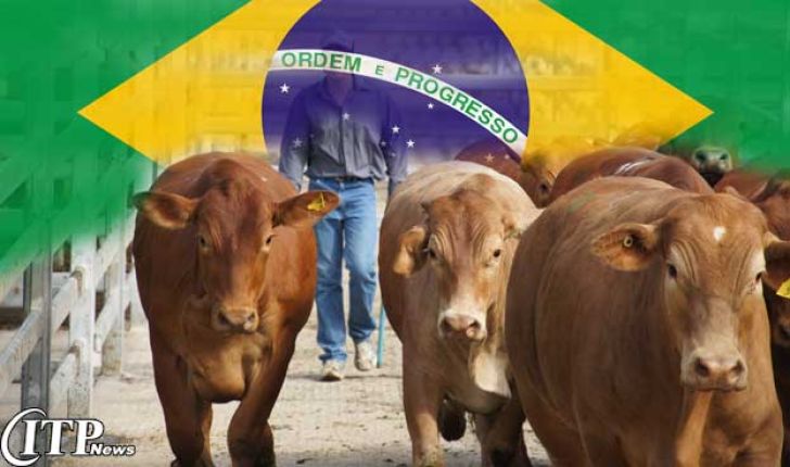 صادرات دام برزیلی به بازار خلیج فارس / گوشت برزیلی جایگزین دام ایرانی می‌شود 