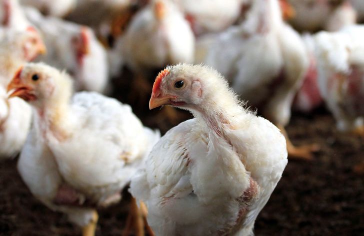 اردبیل ظرفیت تولید ۶ میلیون قطعه مرغ گوشتی را دارد